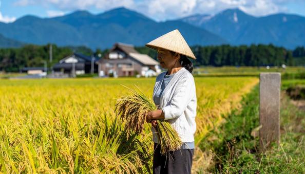 日本の稲刈り　稲穂を両手に抱えて歩く女性の写真