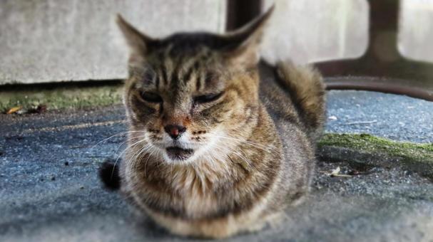 香箱座りで夕涼みしているもふもふな猫 香箱座りで夕涼みしているもふもふな猫 猫,キジトラ,香箱座りの写真素材