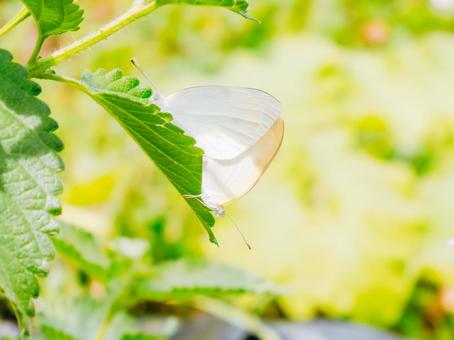 Two butterflies, JPG Two butterflies, JPG