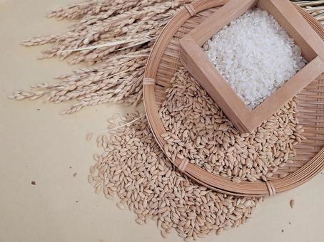 稲穂と籾と白米_和紙バック_3 秋,秋の味覚,米の写真素材