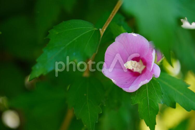 木陰に咲く可愛らしいピンク ムクゲ,むくげ,花の写真素材