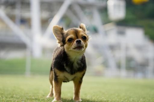 ドッグランのワンコ(ミックス犬) ドッグランのワンコ(ミックス犬)の写真