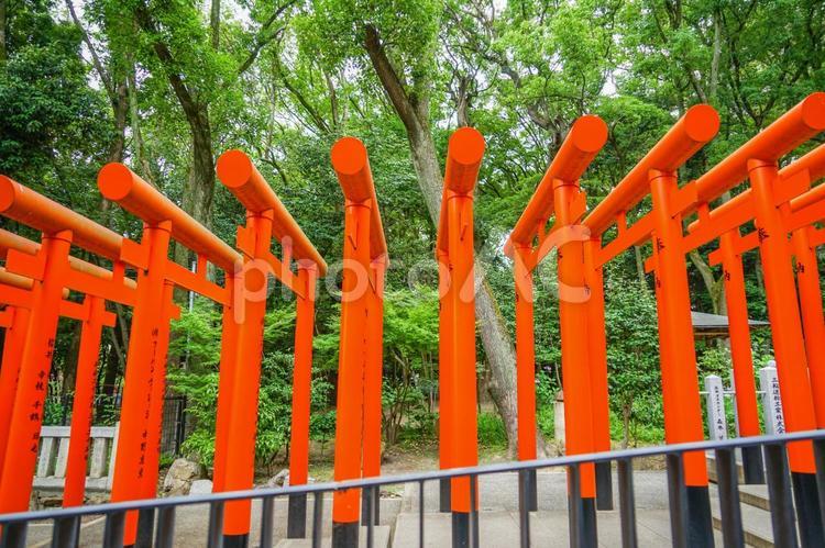 朱色の鳥居と生田稲荷神社の装飾 生田稲荷神社,朱色の鳥居,神社の写真素材