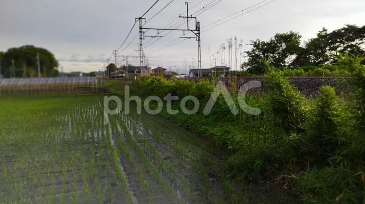 線路のわきの田んぼ 鉄道,屋外で,草の写真素材