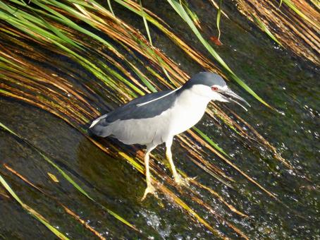 川の斜面で獲物を待つゴイサギ ゴイサギ,鳥,野鳥の写真素材