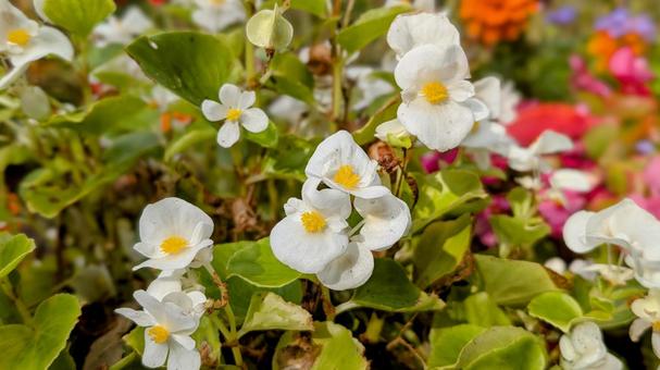 白い花と赤い花 花,秋,白の写真素材