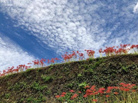 彼岸花32の写真