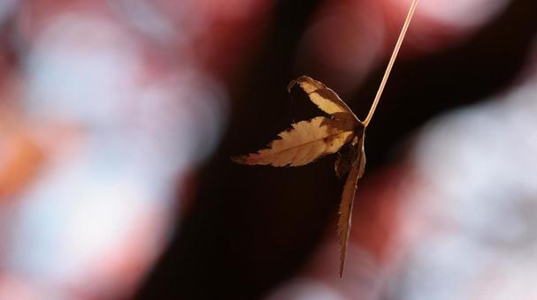 ネイチャーデザイン、紅葉の風 ネイチャーデザイン、紅葉の風 bamboo,ecology,gardenの写真素材
