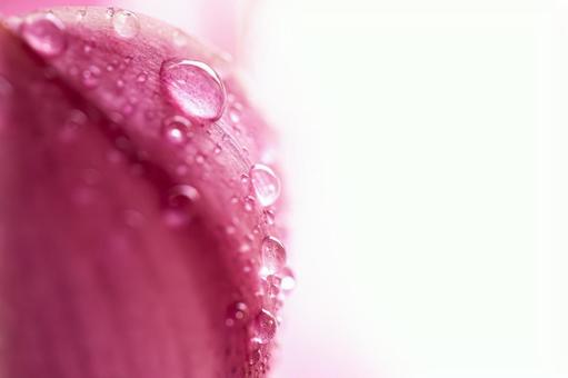シンビジウムの雫 シンビジウムの雫の写真