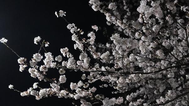 夜桜 夜桜の写真