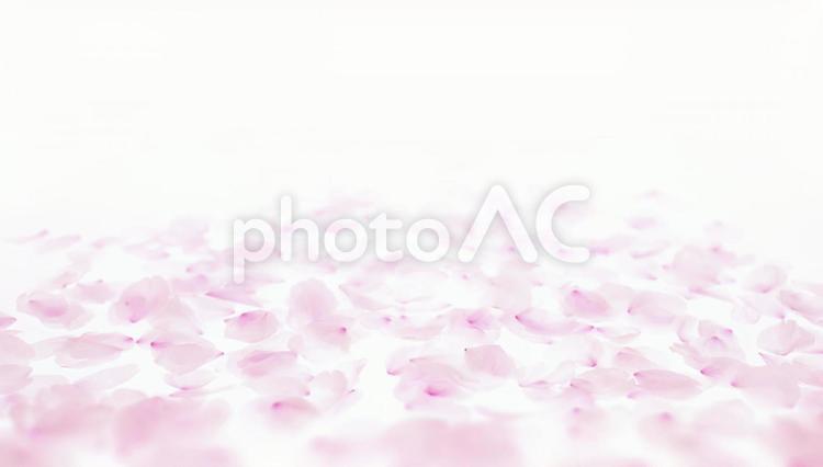 桜の花びらの背景画像 さくら,春,花びらの写真素材