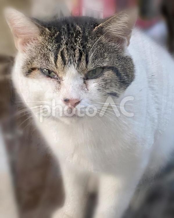 こちらを見てくるぽっちゃりキジ白野良猫様 猫,キジ白,外の写真素材