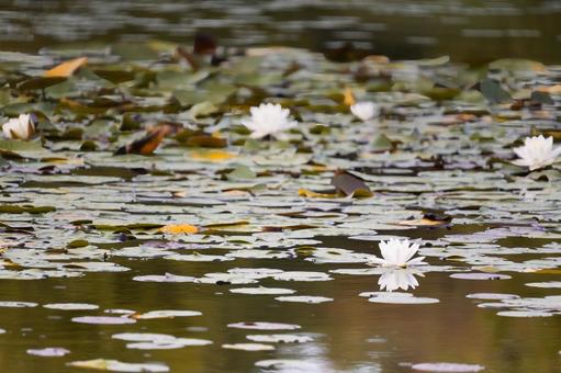 穏やかな水面に咲く清楚なスイレンの花 穏やかな水面に咲く清楚なスイレンの花 スイレン,睡蓮,ハスの写真素材