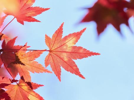 水色背景の赤く焼けたもみじの葉アップ 水色背景の赤く焼けたもみじの葉アップの写真