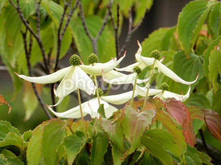 【花の写真】ヤマボウシ ヤマボウシ,山法師,ミズキ科の写真素材