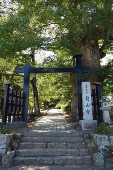 長野県-前山寺-黒門とケヤキの大木 長野県-前山寺-黒門とケヤキの大木の写真