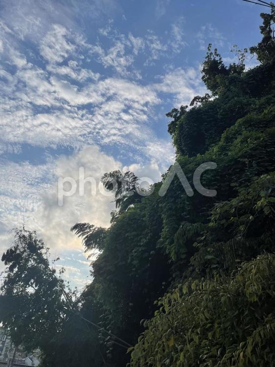 自然　緑　空　背景 緑,背景,バックグラウンドの写真素材