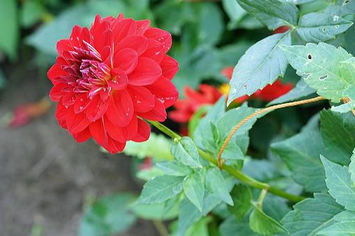 宝塚ダリア園秋 ダリア16 手毬歌 宝塚ダリア園秋 ダリア16 手毬歌 宝塚市,宝塚ダリア園,ダリアの写真素材