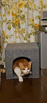 猫 良かった陣地 猫 良かった陣地の写真