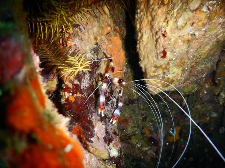 オトヒメエビ オトヒメエビ,海老,海の写真素材