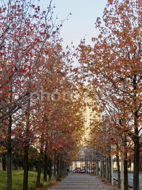 街路樹　紅葉 紅葉,秋,風景の写真素材