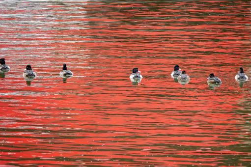 キンクロハジロの群れ⑵ キンクロハジロの群れ⑵ 鳥,野鳥,キンクロハジロの写真素材