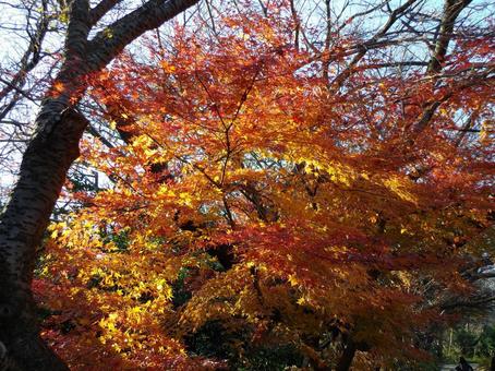 せり出してくる炎のような木々の紅葉 せり出してくる炎のような木々の紅葉 紅葉,木,樹木の写真素材