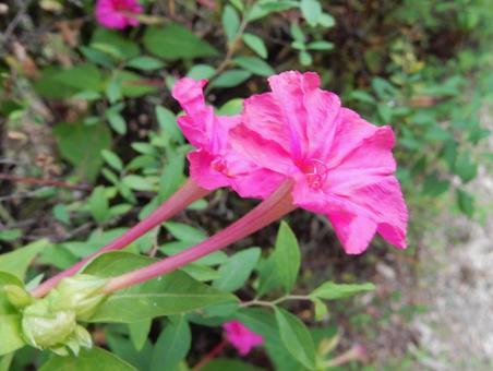【花の写真】オシロイバナ(白粉花) 【花の写真】オシロイバナ(白粉花)の写真