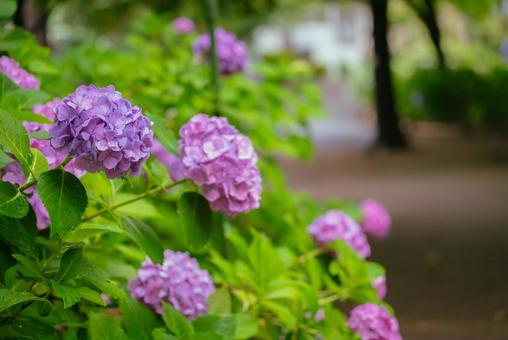 小平あじさい公園に咲くピンク色のあじさい 小平あじさい公園に咲くピンク色のあじさい 日本,東京,小平の写真素材