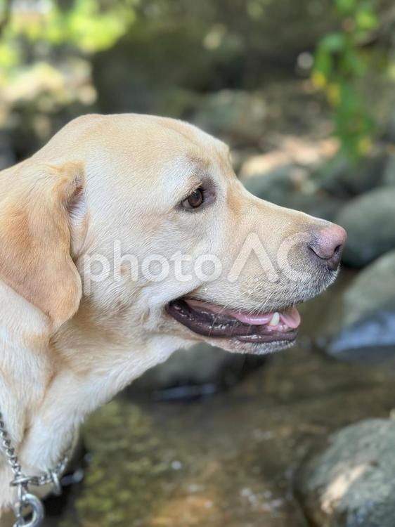 川で撮った愛犬の横顔 犬,ペット,ラブラドールレトリバーの写真素材