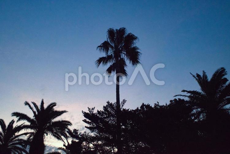 ★＜夜明けの風景＞五島鐙瀬のヤシの木 風景,空,青空の写真素材
