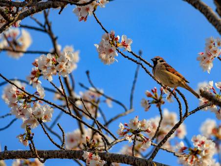 桜が似合うスズメさんです。 桜が似合うスズメさんです。の写真