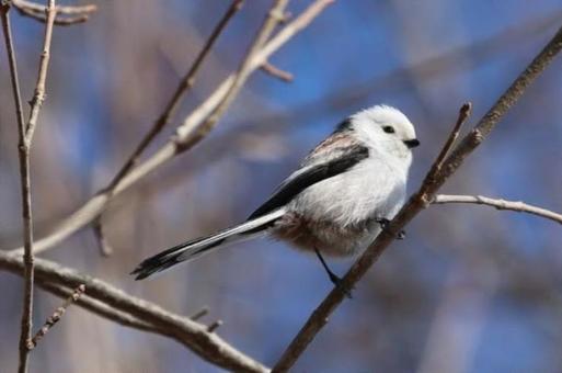 シマエナガ シマエナガ,野鳥,雪の妖精シマエナガの写真素材