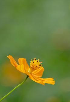 Cosmos flowers blooming vividly on a clear autumn day, JPG Cosmos flowers blooming vividly on a clear autumn day, JPG
