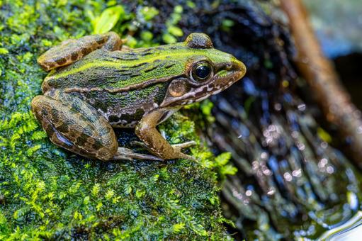 Photo, বেঙ, bullfrog, সবুজ, 