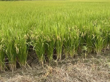 Rice field, rice, ear of rice, rice, JPG Rice field, rice, ear of rice, rice, JPG