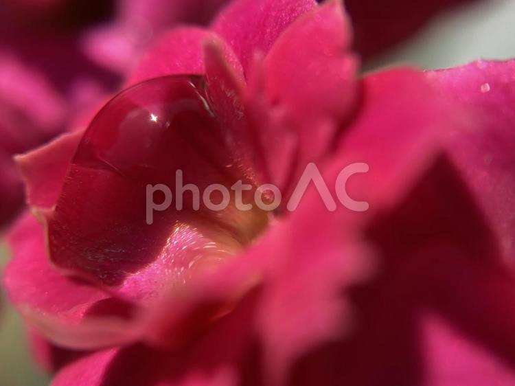 カランコエとみずしずく006 カランコエ,赤,ピンクの写真素材