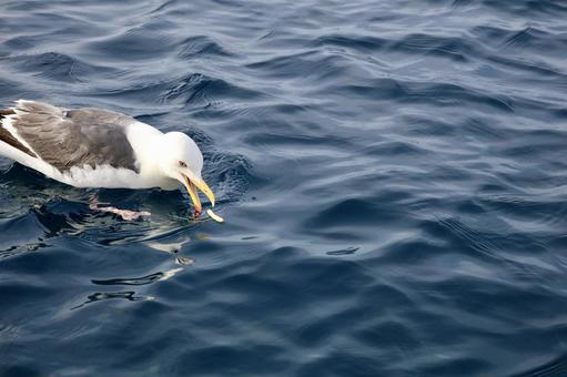 おやつを食べるウミネコ おやつを食べるウミネコ ウミネコ,カモメ,海の写真素材