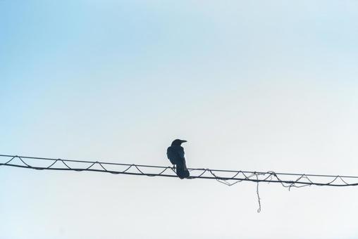 電線に止まって辺りを見回すカラス カラス,野鳥,鳥の写真素材