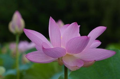 優雅 優雅の写真