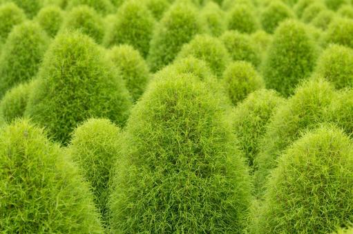 密集する緑のコキア 密集する緑のコキアの写真