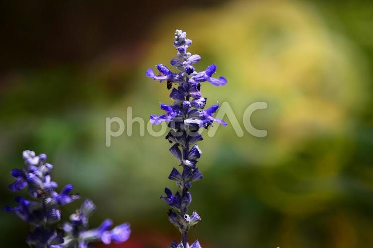 花と植物シリーズ　雨の後の花びら ガーデニング,園芸,さわやかの写真素材
