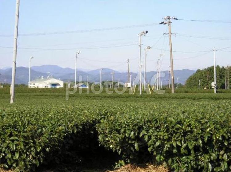 静岡の茶畑　　掛川 お茶,カテキン,一番茶の写真素材