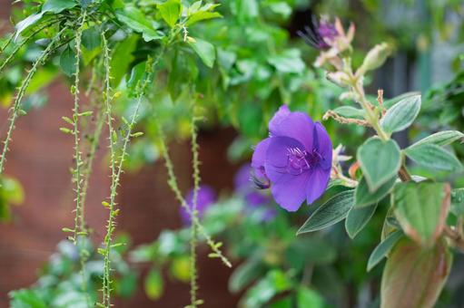 陽光の中の青いクレマチス 陽光の中の青いクレマチス 花,植物,人物なしの写真素材