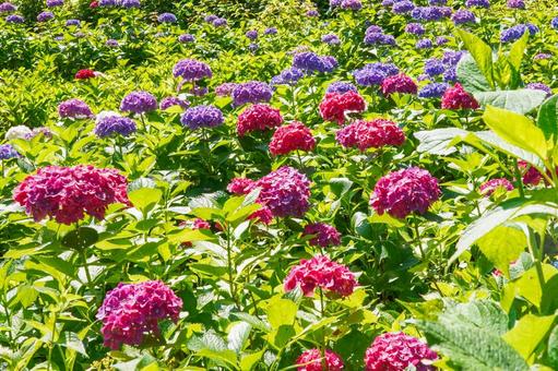 Hydrangea, JPG Hydrangea, JPG