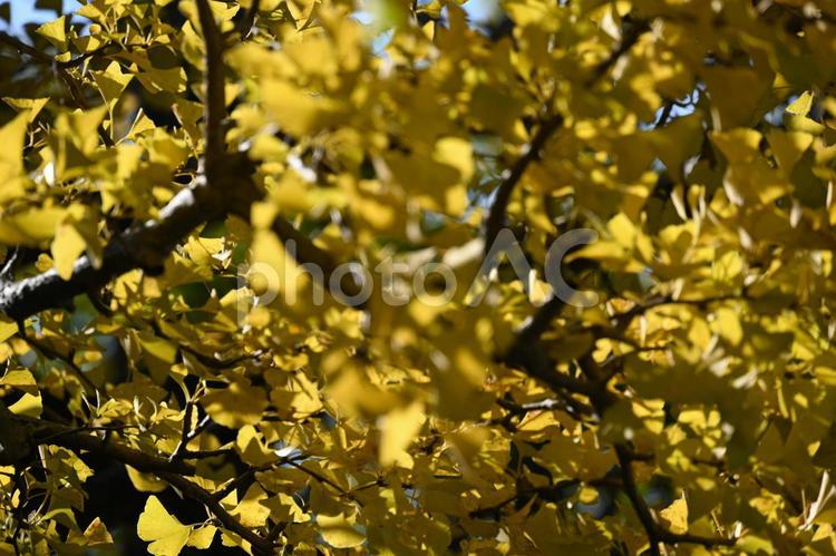 紅葉・秋のイメージ：背景素材テクスチャ 紅葉,秋,風情の写真素材