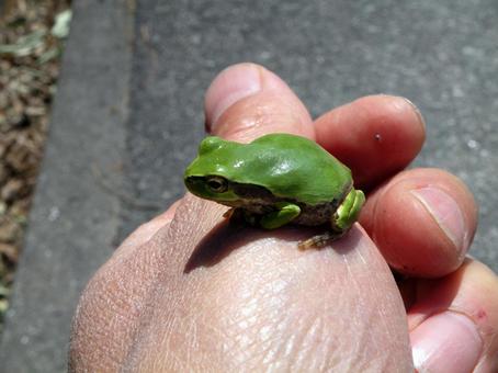 Japanese tree frog Japanese tree frog