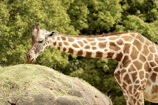 草を食べるキリン 動物,生き物,のんほいパークの写真素材
