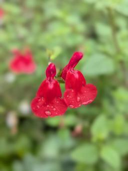 チェリーセージの花 5 チェリーセージ,花,赤の写真素材