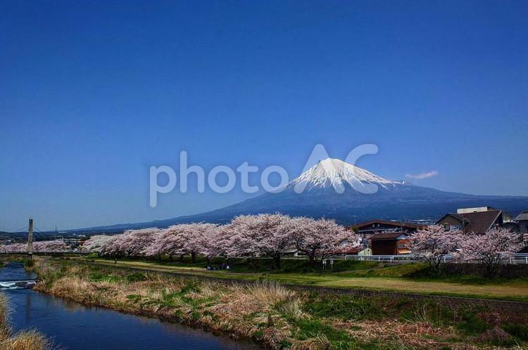 春の川と富士山と桜 富士山,静岡県,世界遺産の写真素材